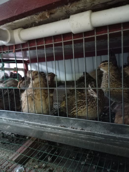 Яйцо перепелиные