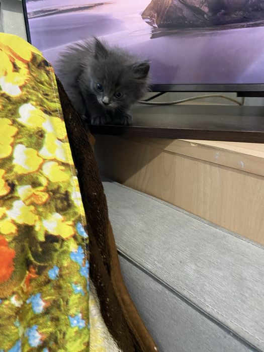 Отдам котят в хорошие руки