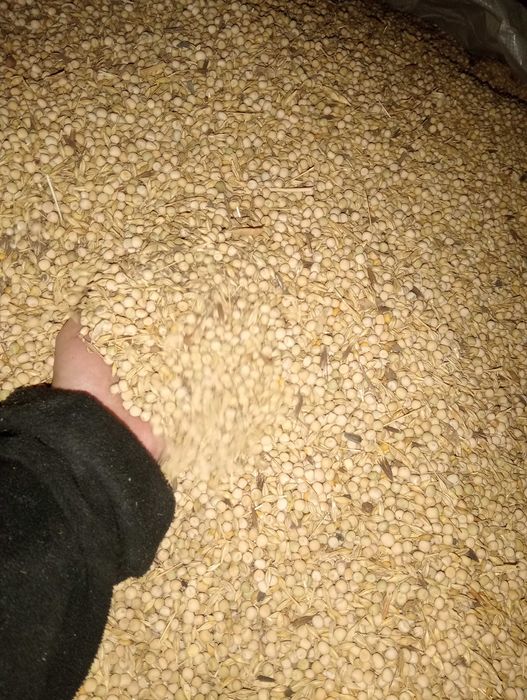 Mazăre pentru animale