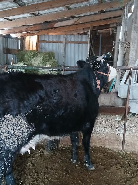 бузаулы сийр сатылады