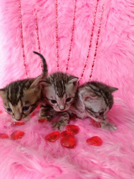 Продам бенгальских котят