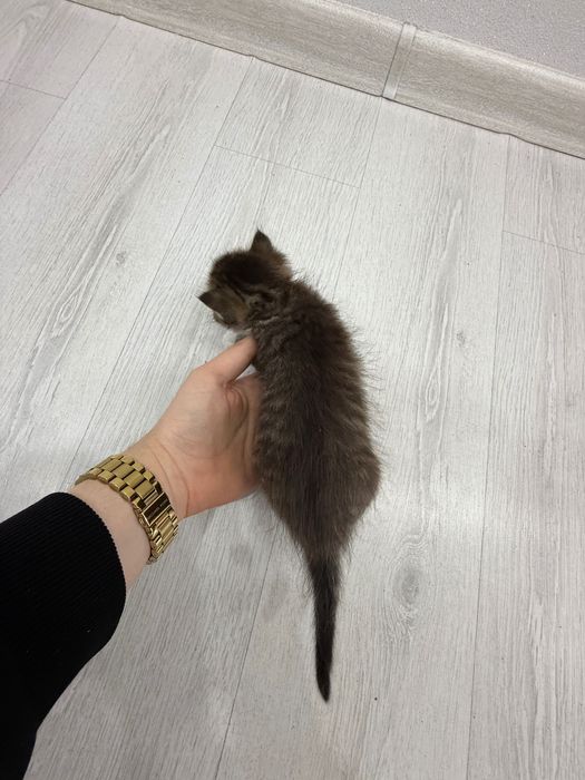 Котята, британцы