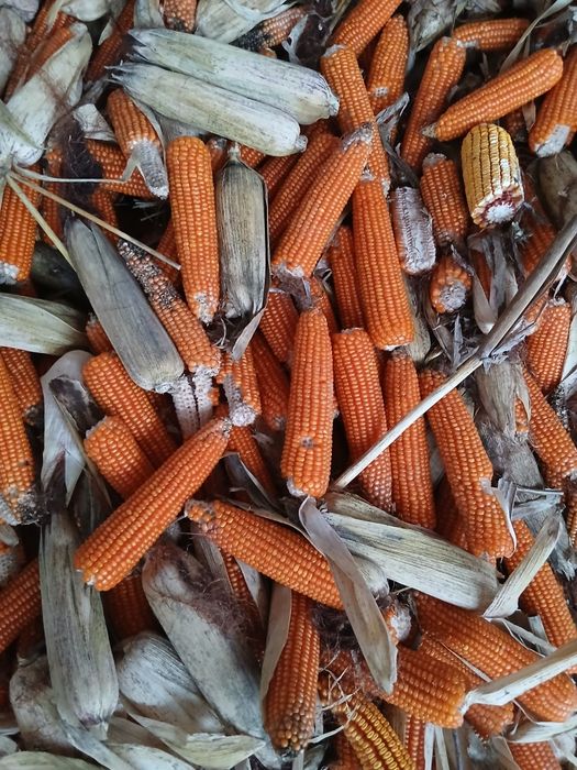 Vând porumb știuleți