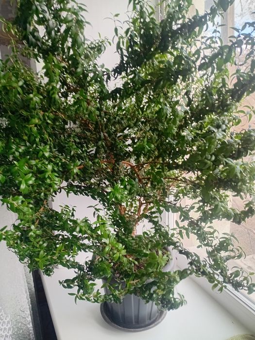 Продам  Мирт за 10 000