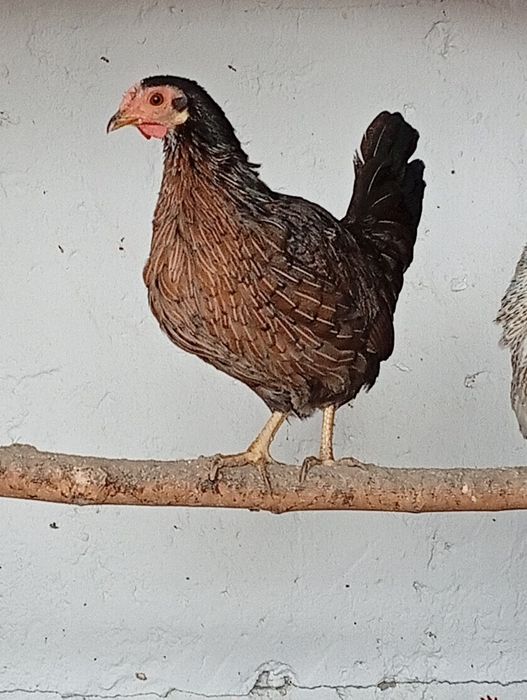 Vând găinușe pitice