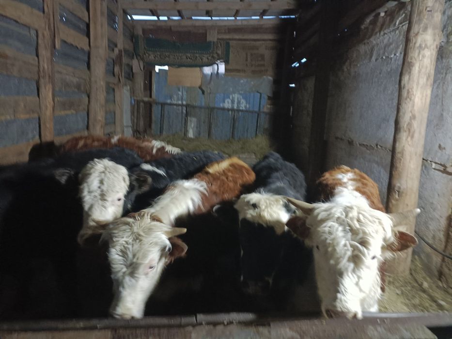 Продам бычков годовалых с откорма.!