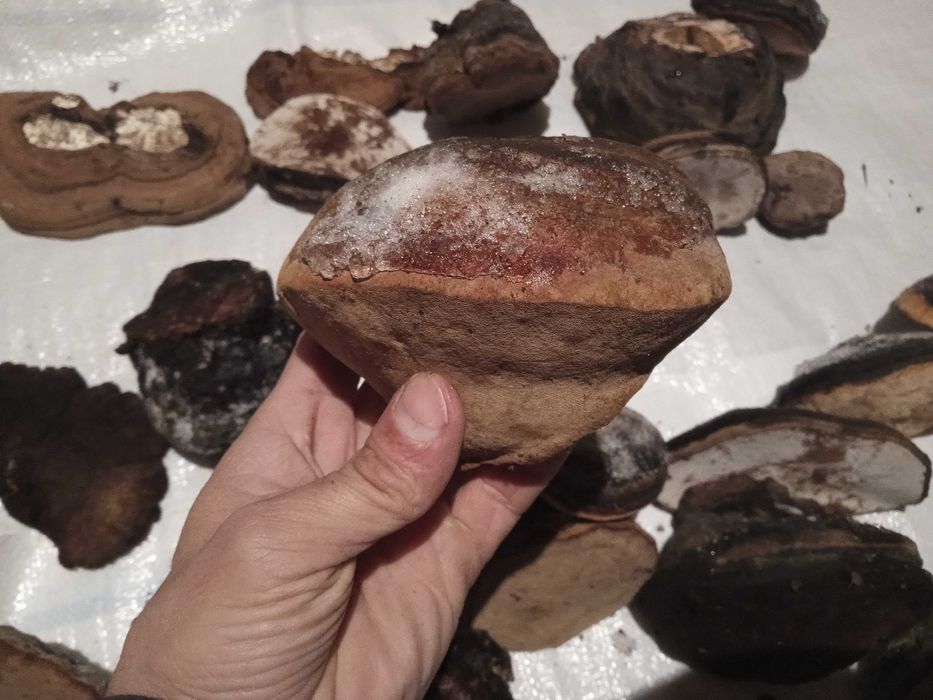 Phellinus Robustus ciuperci terapeutice efect citostactic