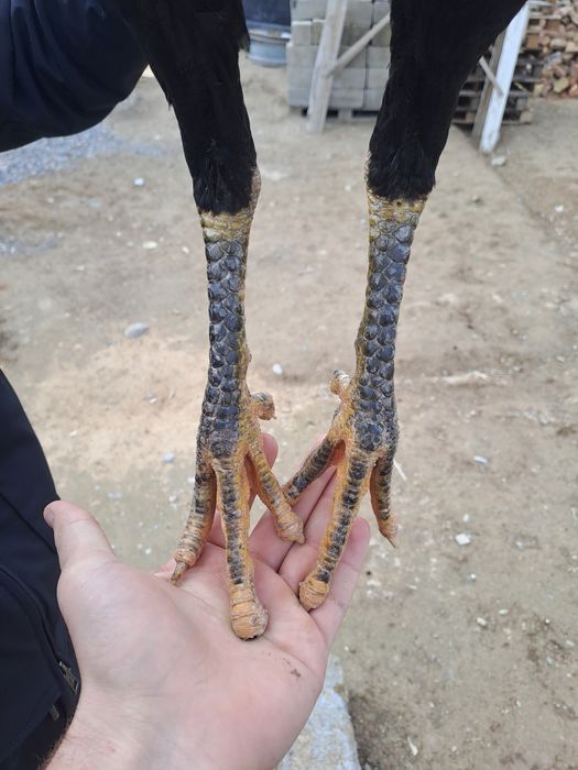 Бойцовский дакан