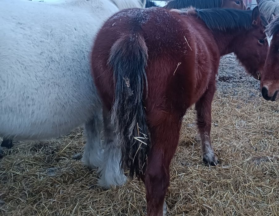 Продам жеребенка