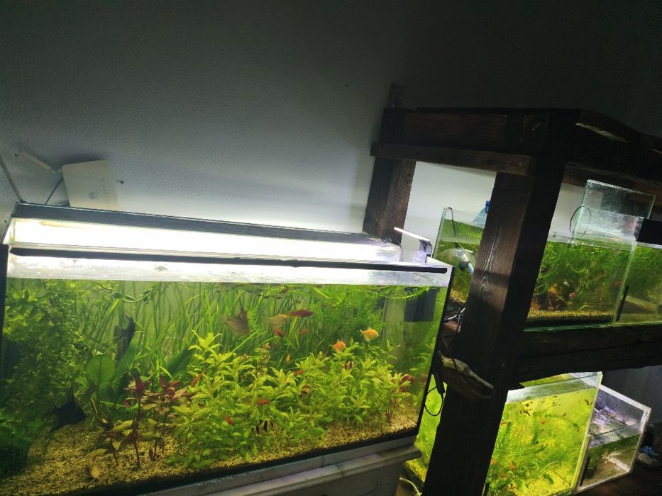 Pești de acvariu și plante