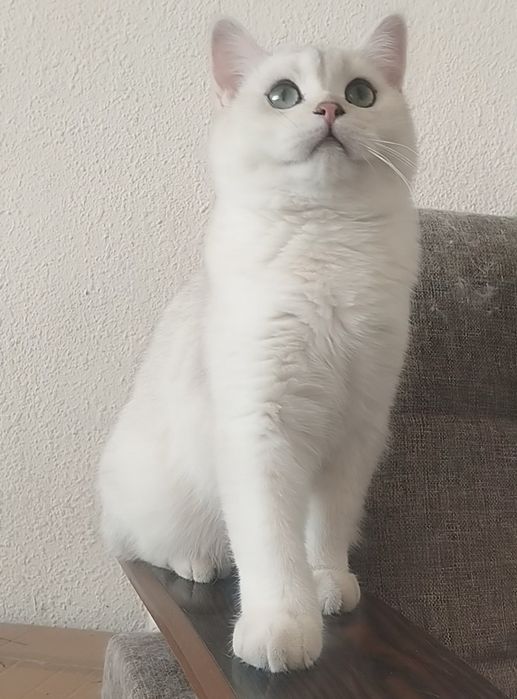 Сотилади Британский Шиншилла Чистокровный УГЛ БОЛА