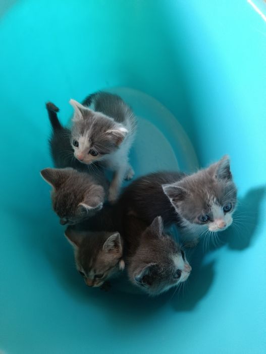 Отдам котят в добрые руки