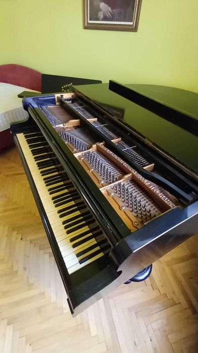 Pian cu coada vienez Stelzhammer
