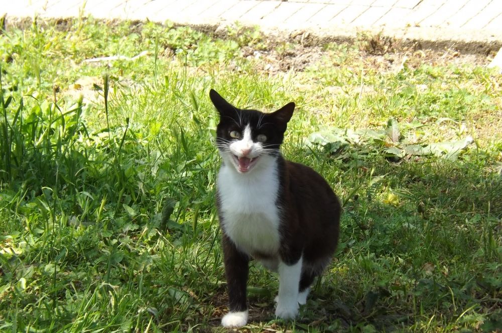 Фотоапарат Fujifilm finepix S4200