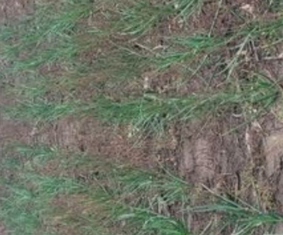 Vând ceapa verde , la brazdă sau legatura , leg 0,30 preț negociabil