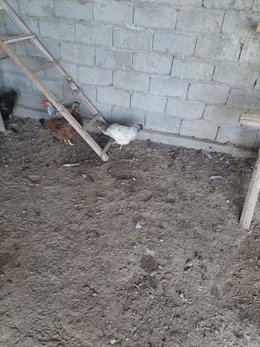 тауқтар сатылады