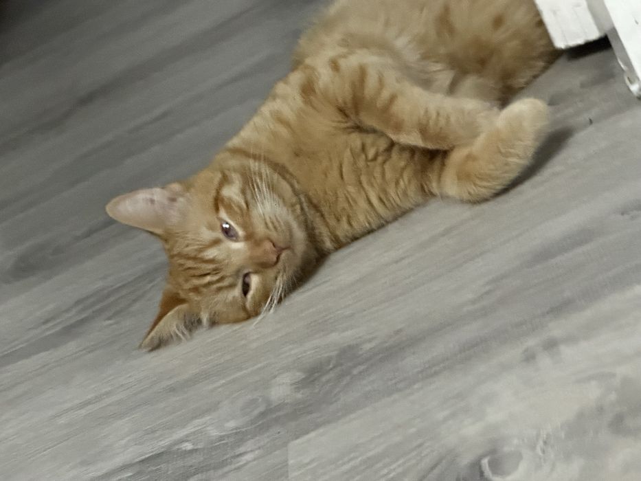 отдам кота в добрые руки