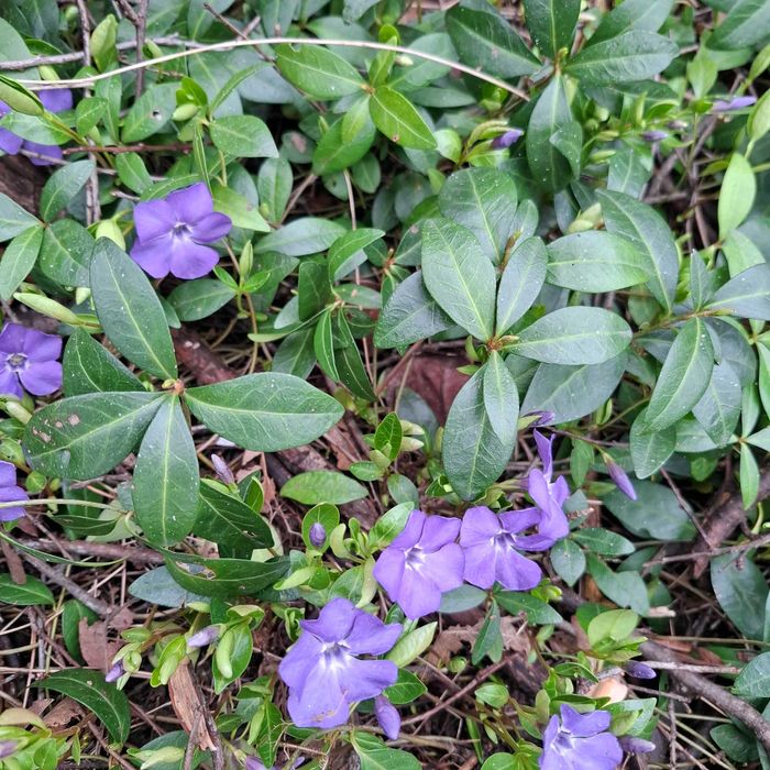 Растение Винка Минор