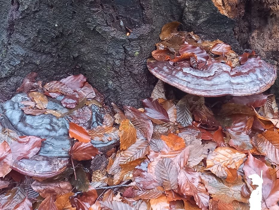 Ciuperci medicinale ganoderma aplanatum