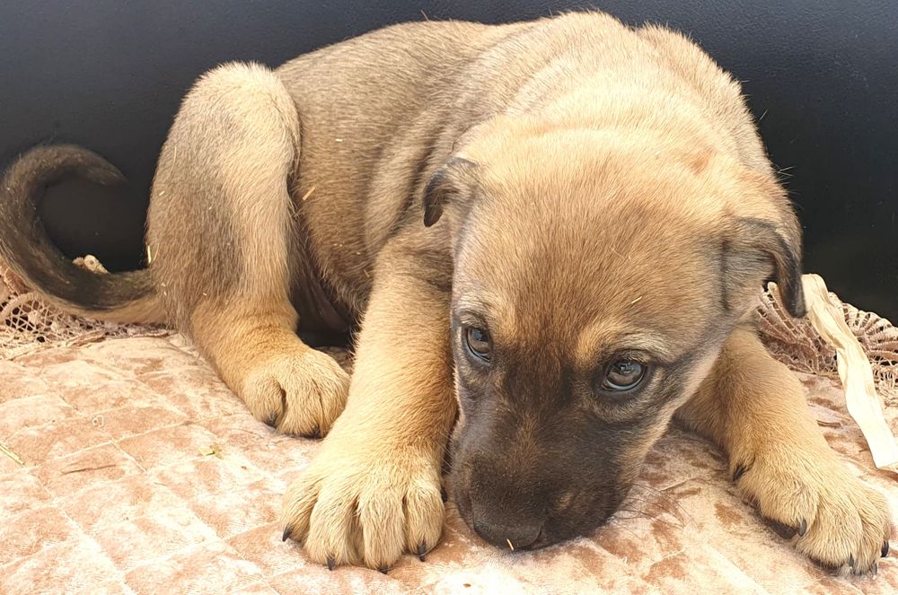 ЩеняТки разных окрасов ждут любящих хозяев