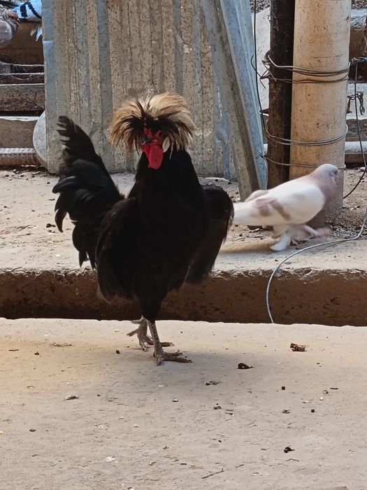 Golland xoroz sotladi