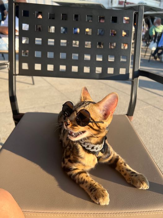 Бенгалски котка, малък тигър