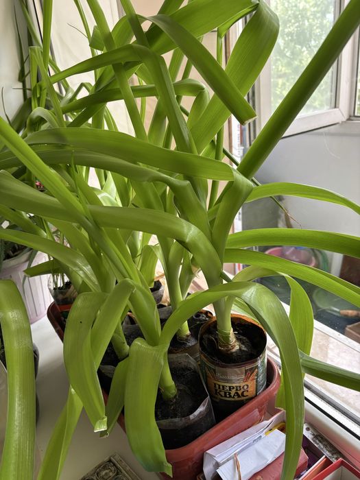 Продам индийский лук