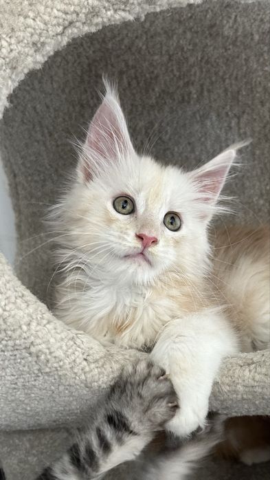 Питомник котят породы Мейн-Кун!