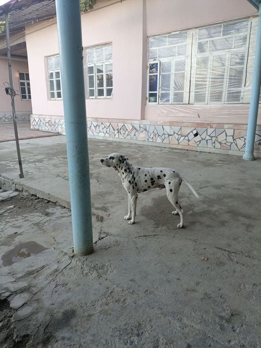 Dalmatin it toza zotli