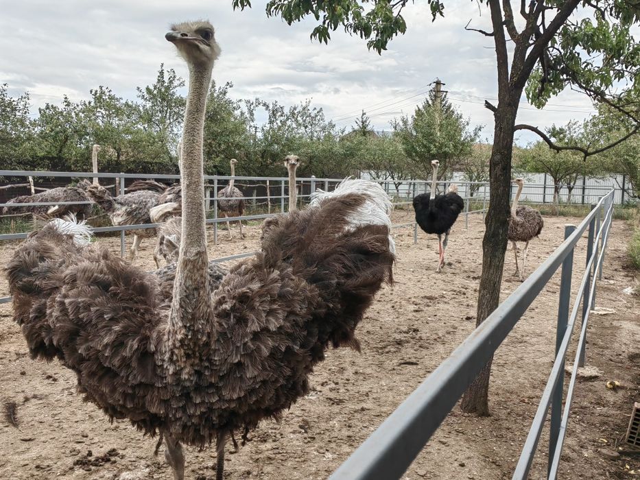 Familii struti african /Adulti