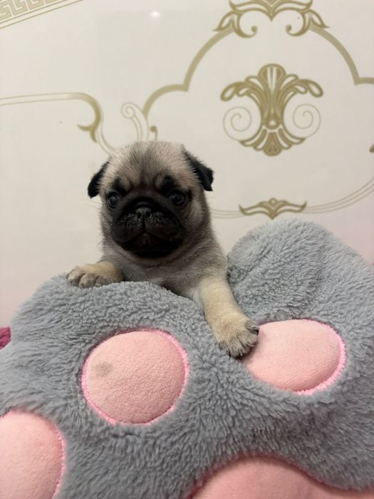 Продажа щенков мопс