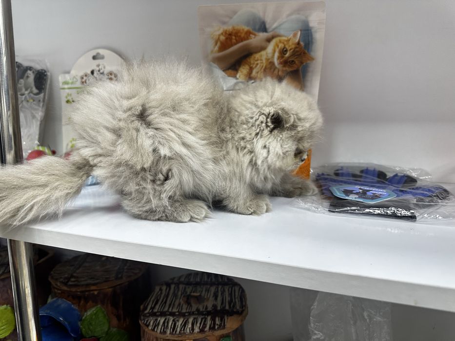 котенок скоттиш фолд 2 месячный