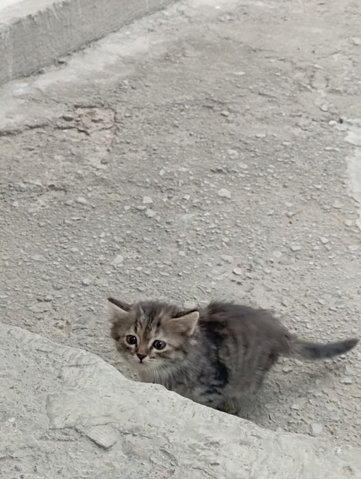 Mushuk bolasi sotiladi