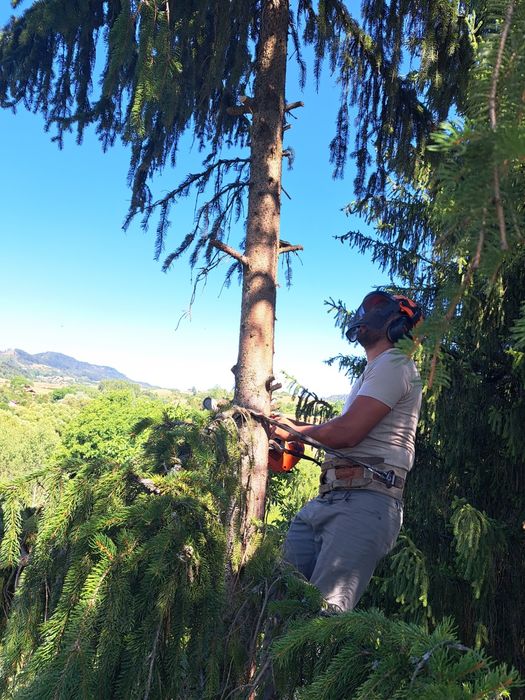 Рязане на опасни дървета кастрене с вишка