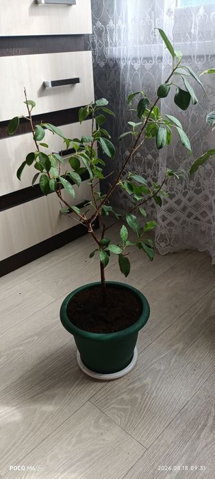 Продам комнатные растения