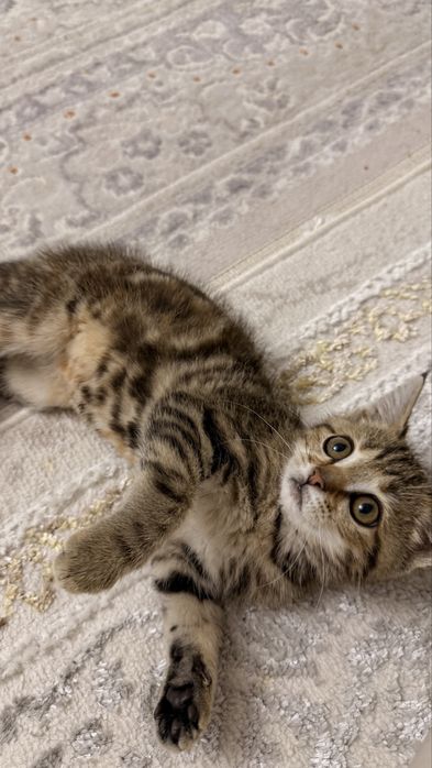 Котенок 3 месяцеы