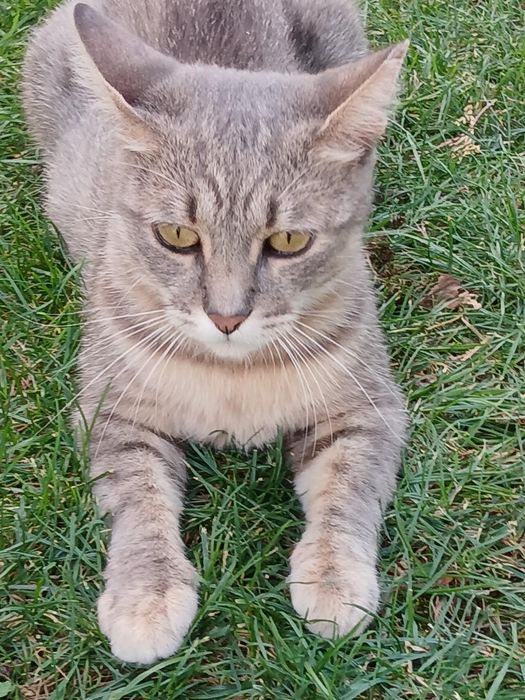 Подарявам котка - Синьо Таби, женска, кастрирана