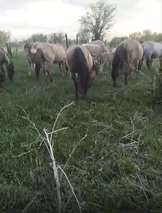 Жылқылар құлынды бие Мұғалжар пародалы