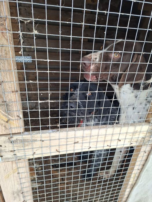 Дратхар девочка 1.5 года