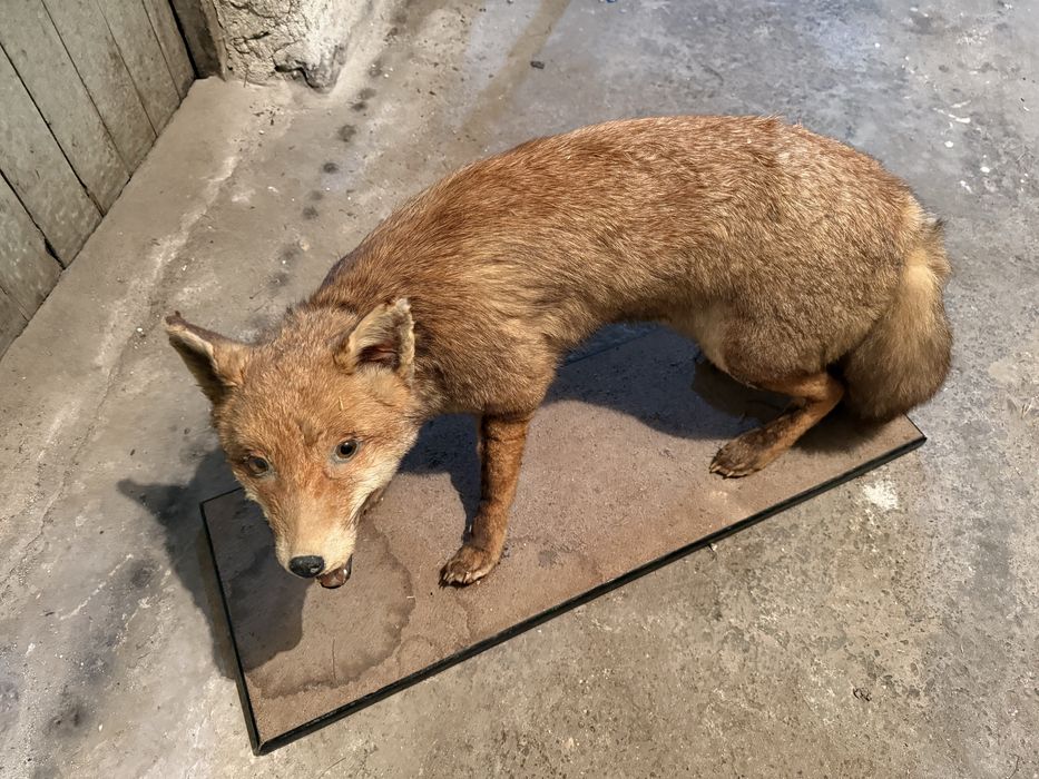 Продавам препарирана лисица