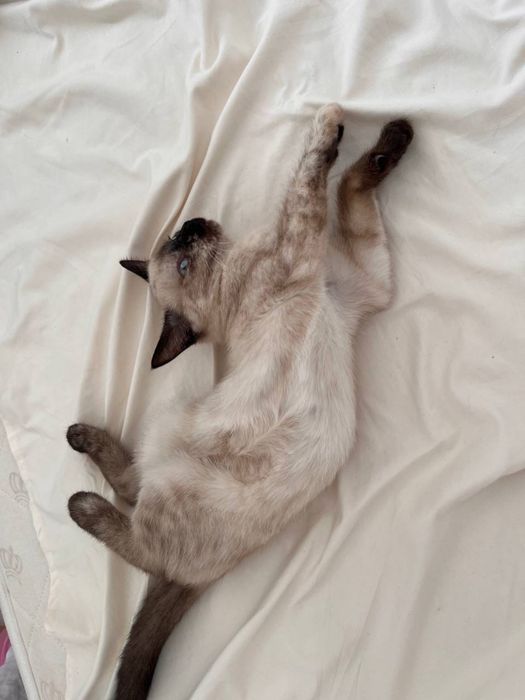 Котенок, 6 месяцев