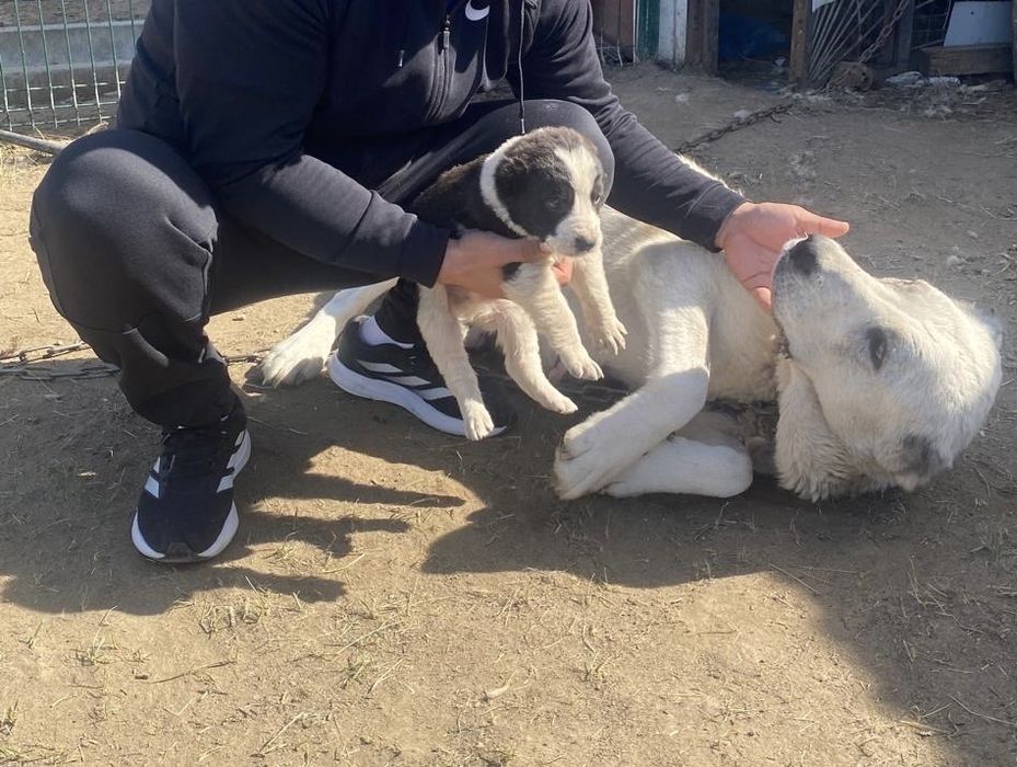 Продам щенок алабая