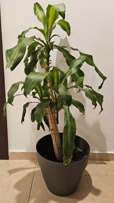 Planta de apartament in ghiveci