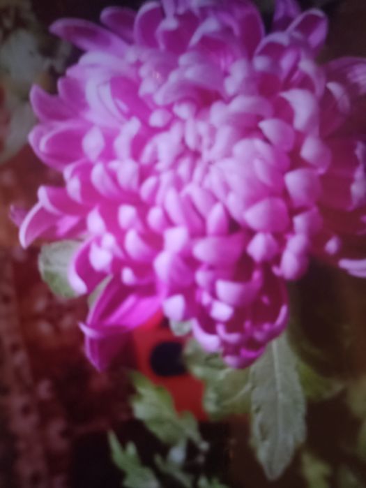 Укорененные черенки хризантемы