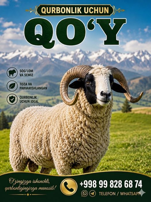 Qoʻy sotiladi qurbonlikga