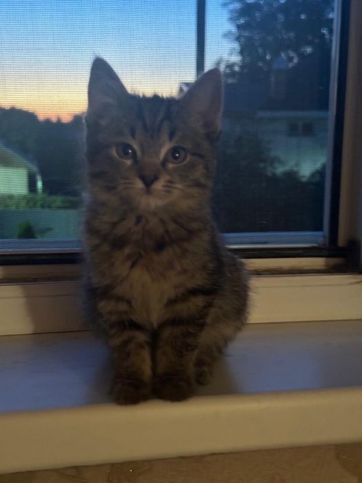 Котята в хорошие руки