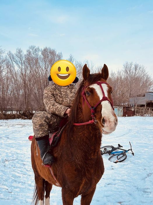 Айғыр сатылады полукровка