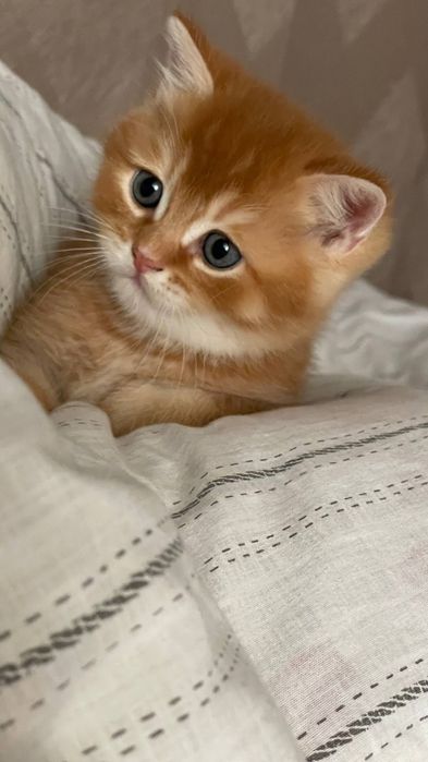 Продаётся котёнок