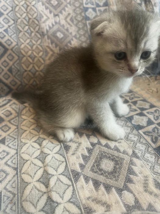 Котята шотландцы