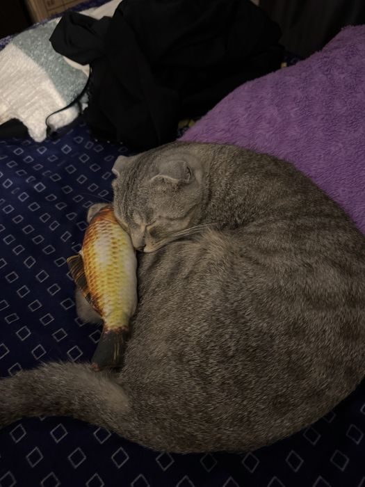 кот шотланд вислоухий